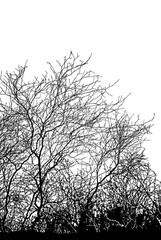 Natural tree branches silhouette on a white background (illustration). Natural branch on a white. 