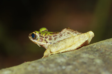 Obraz premium A close-up of a Swinhoe's Frog(Odorrana swinhoana) with a green and brown spotted back on a rock. The frog's smooth skin has small warts and granules. New Taipei City, Taiwan.