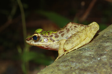 A close-up of a Swinhoe's Frog(Odorrana swinhoana)  with a green and brown spotted back on a rock. The frog's smooth skin has small warts and granules. New Taipei City, Taiwan.