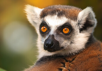 Obraz premium Close up of a lemur in natural habitat