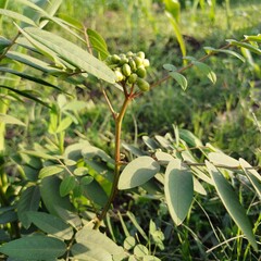 Weeds and herbs in nature 