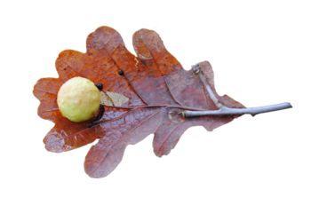 Oak Leaf Galls Ball parasite