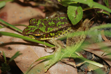 Swinhoe's frog (Odorrana swinhoana) in natural habitat. It has green and brown spots on its back, smooth skin with small warts, and light brown or green sides. New Taipei City, Taiwan.