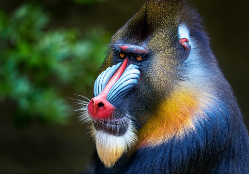 Close up of a colorful Mandrill monkey's head