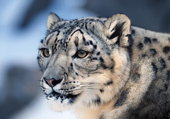 Fototapeta premium Close of a Snow Leopard in natural habitat