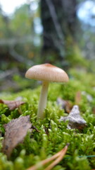 White Mushroom in Moss