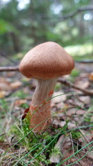 Brown Mushroom in Forest