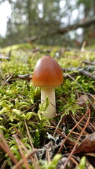 Brown Mushroom in Moss