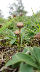 Mushrooms in Grass