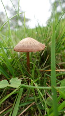 Mushroom in Grass