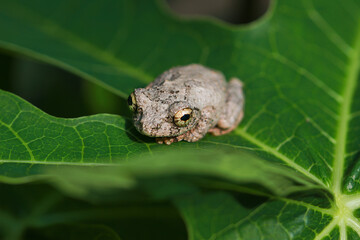 Close-up of a Meintein tree frog(Chirixalus idiootocus) perched on vibrant green leaves. The frog's mottled gray skin contrasts with the bright colors of the leaves. New Taipei City, Taiwan.