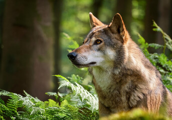 Obraz premium Close up of a wolf in natural habitat