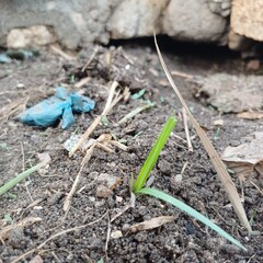 Weeds and herbs in nature 