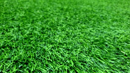 green grass texture background
