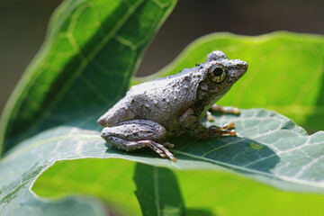 Close-up of a Meintein tree frog(Chirixalus idiootocus) perched on vibrant green leaves. The frog's mottled gray skin contrasts with the bright colors of the leaves. New Taipei City, Taiwan.