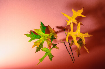 Green leaves getting yellow color against pink wall
