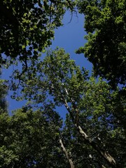 Fototapeta premium Trees Underneath