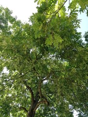 Trees 
