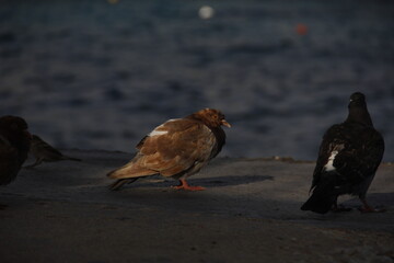 Brown Pigeon