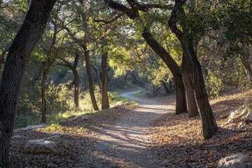 Fototapeta premium A path through a forest with trees on either side