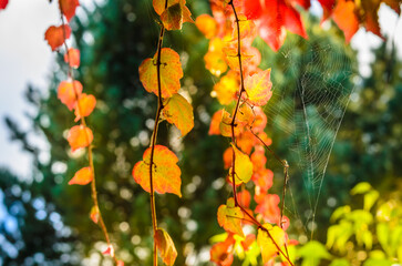 Golden autumn leaves with the spyder net