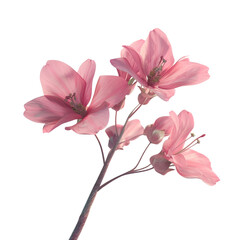Obraz premium Delicate Pink Flowers