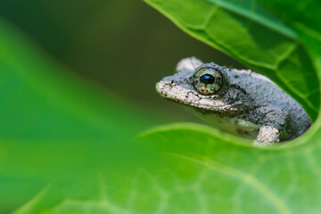 Close-up of a Meintein tree frog(Chirixalus idiootocus) perched on vibrant green leaves. The frog's mottled gray skin contrasts with the bright colors of the leaves. New Taipei City, Taiwan.