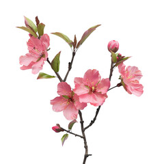 Obraz premium Peach Blossom Branch with Delicate Pink Flowers