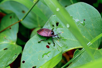 A close-up of a Yellow-Margined Stink Bug (Coridius chinensis) on a green leaf with water droplets....