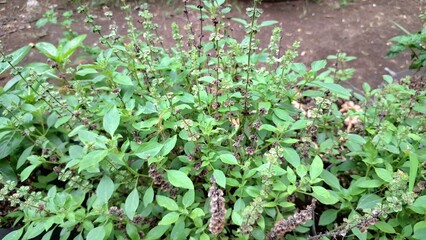 High-Quality Background Featuring Green Bushy Basil Plant (Ocimum Basilicum) with Aromatic Leaves, Perfect for Nature Wallpapers, Culinary Designs, and Eco Photography