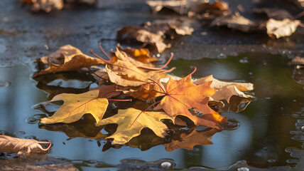 A cluster of autumn leaves partially frozen in a puddle