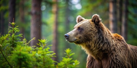 Fototapeta premium A Majestic Brown Bear Stands Tall in a Lush Forest, Its Eyes Gazing Into the Distance