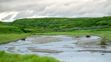 Costal Brown Bears cross a stream in the Alaskan wilderness