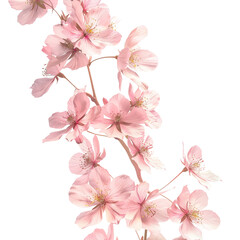 Delicate Pink Cherry Blossom Branch