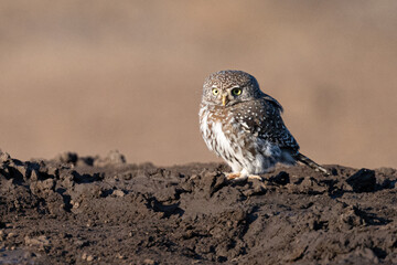 Pearl Spotted Owlet alert on the ground in Mashatu Botswana