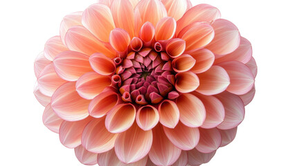 Fototapeta premium pink dahlia flower isolated on white background
