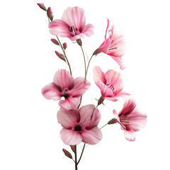 Delicate Pink Flowers