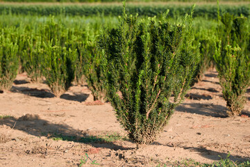 Taxus in the agricultural field close-up