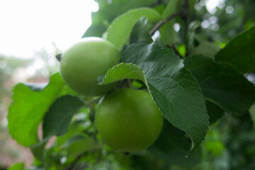 Green apples are hanging on a branch