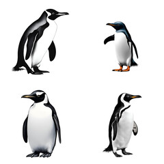 Obraz premium A set of four penguin illustrations featuring different postures and species, perfect for educational materials, wildlife-themed designs, or decorative art.