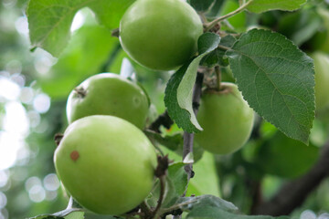 Green apples are hanging on a branch