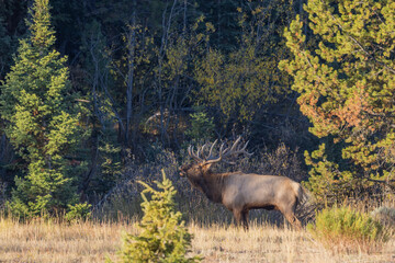 Bull Elk During the Rut in Grand Teton National Park Wyoming in Autumn