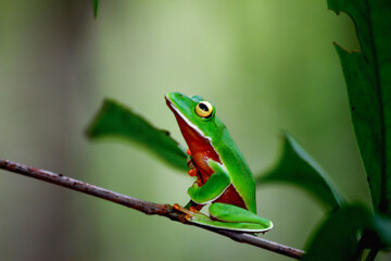 A vibrant Orange Belly Tree Frog(Zhangixalus aurantiventris) with a smooth, dark green back and orange-red belly perched on a branch. New Taipei City, Taiwan.