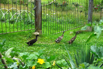 Orekhovno Landscape Park in the Pskov region. Jogger ducks walk around the territory