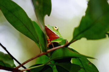 A vibrant Orange Belly Tree Frog(Zhangixalus aurantiventris) with a smooth, dark green back and orange-red belly perched on a branch. New Taipei City, Taiwan.