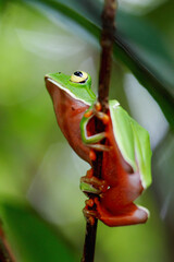 A vibrant Orange Belly Tree Frog(Zhangixalus aurantiventris) with a smooth, dark green back and orange-red belly perched on a branch. New Taipei City, Taiwan.
