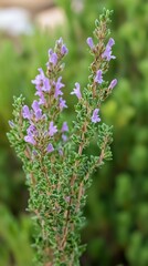 Obraz premium close-up shot of thyme flowers with green environment