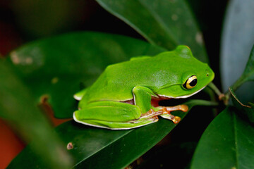 A vibrant Orange Belly Tree Frog(Zhangixalus aurantiventris) with a smooth, dark green back and orange-red belly perched on a branch. New Taipei City, Taiwan.