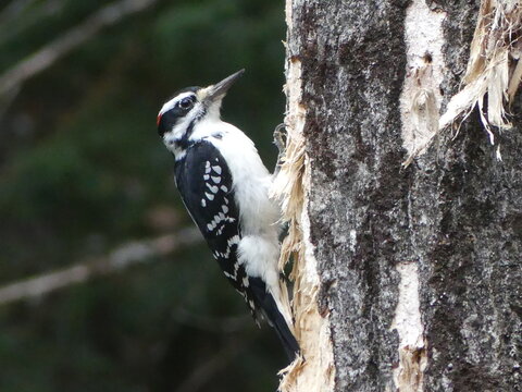 Red-cockaded woodpecker​ 
