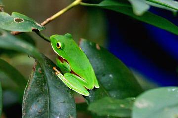 A vibrant Orange Belly Tree Frog(Zhangixalus aurantiventris) with a smooth, dark green back and orange-red belly perched on a branch. New Taipei City, Taiwan.